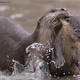 Imagen para el artículo titulado Estas son las fotos de animales más divertidas de 2021, según los Comedy Wildlife Photography Awards